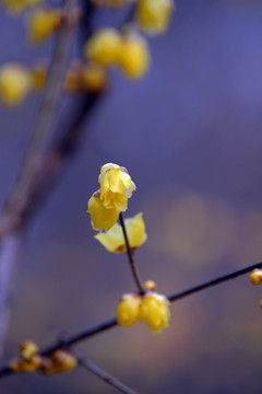 臘梅花開的季節(jié)