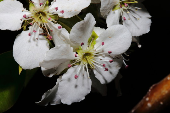梨花