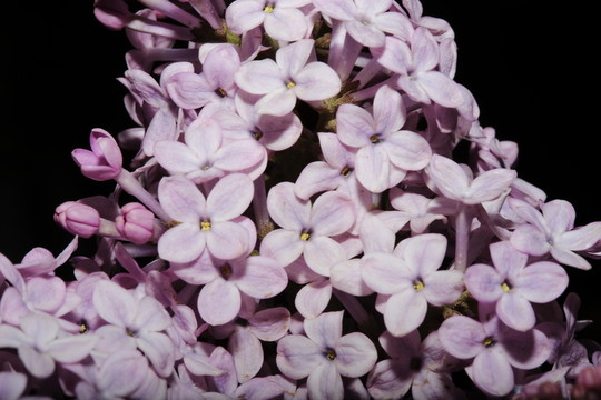 丁香花