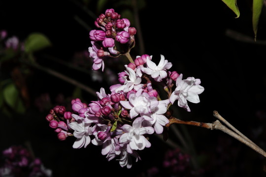 丁香花