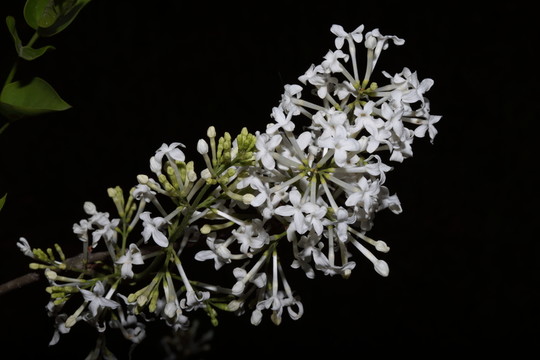 丁香花