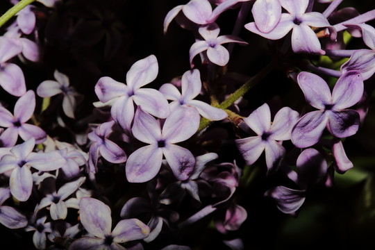 丁香花