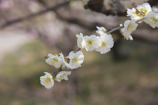 梅花