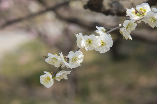 梅花
