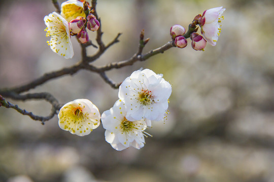 梅花