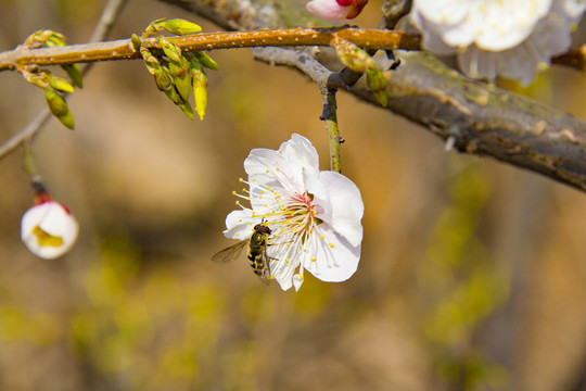 梅花