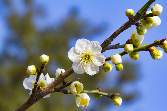 梅花