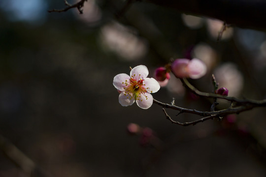 梅花