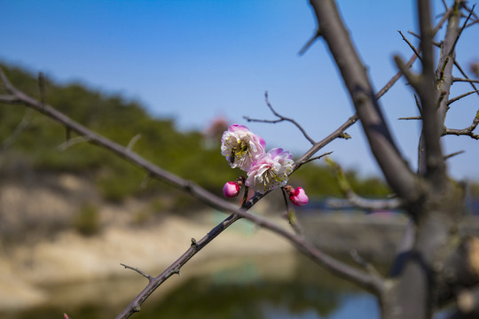 梅花