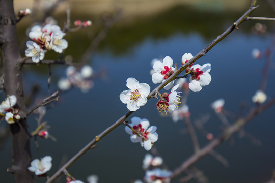 梅花