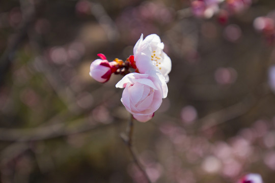梅花