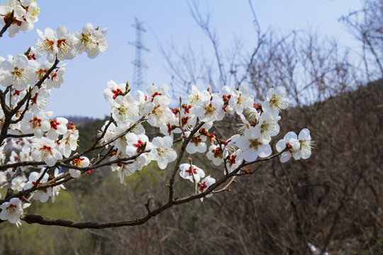 梅花