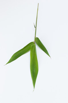 竹葉