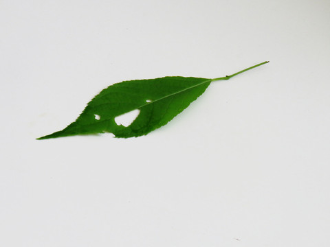殘缺的綠葉
