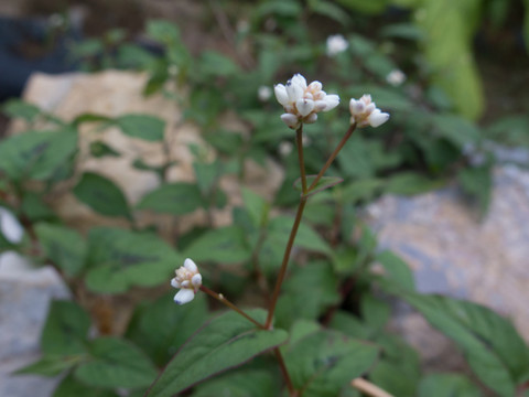 蓼科植物火炭母