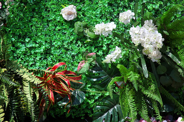 綠色植物墻