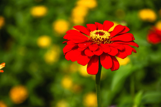 非洲菊