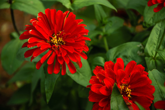 非洲菊