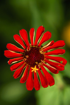 非洲菊