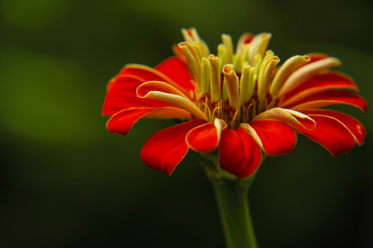 非洲菊