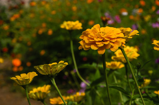 非洲菊