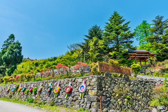 浙中杜鵑谷 杜鵑物種園