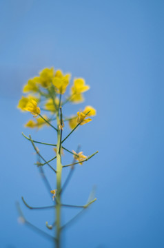 油菜花特寫