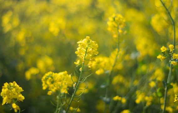 油菜花