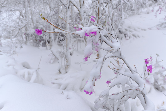 春雪杜鵑花