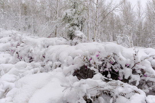 春雪杜鵑花