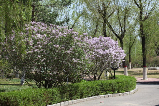丁香花