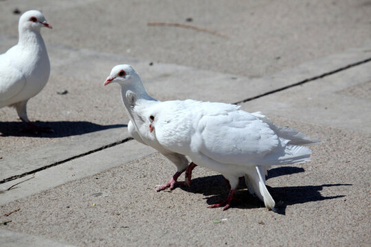鴿子 鳥 動物 白鴿