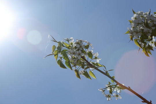 梨花