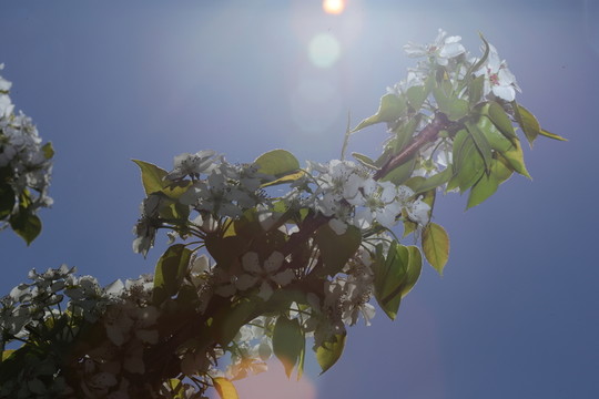 梨花