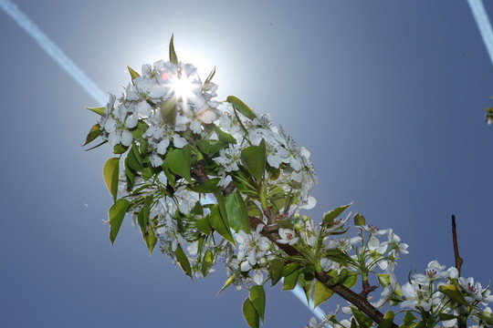 梨花
