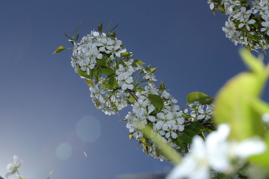 梨花