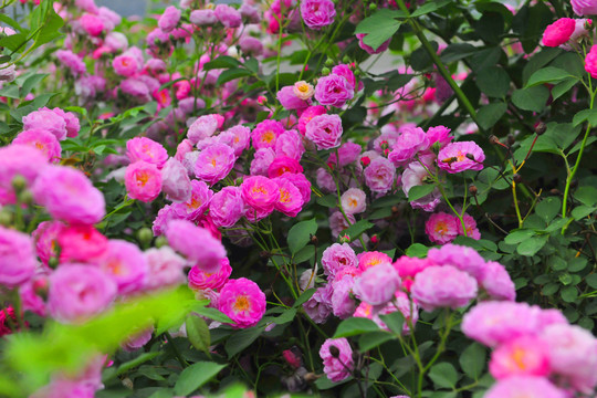 薔薇花綠化帶