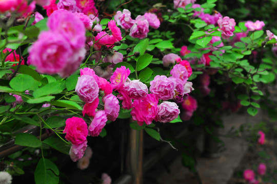薔薇花