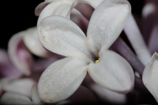 丁香花