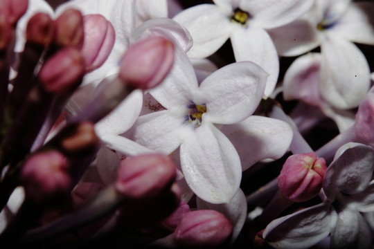 丁香花