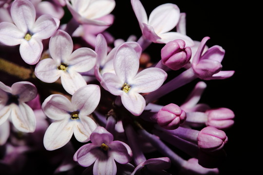 丁香花