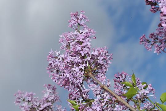丁香花