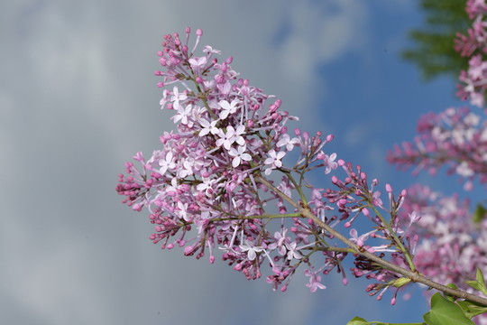 丁香花