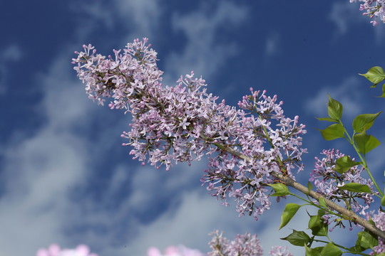 丁香花