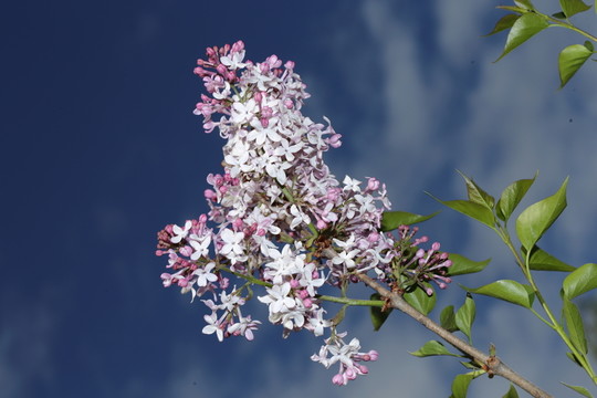 丁香花