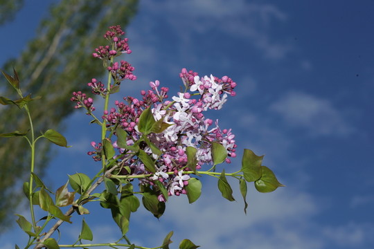 丁香花