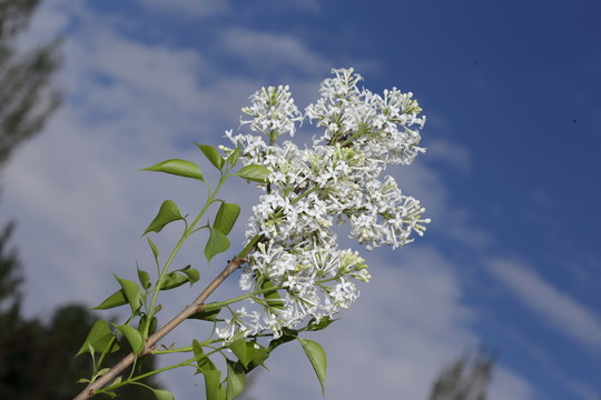 丁香花