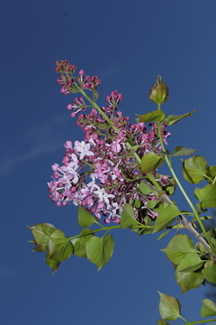 丁香花