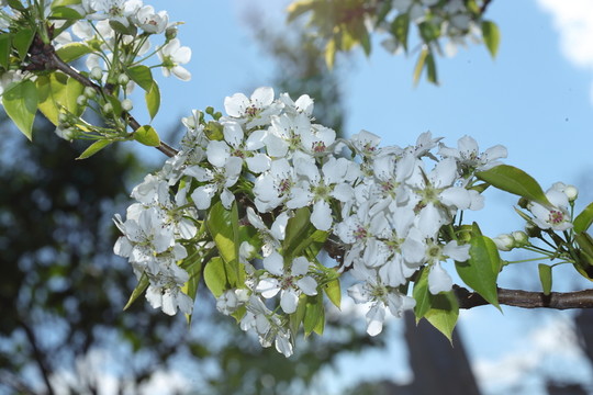 梨花
