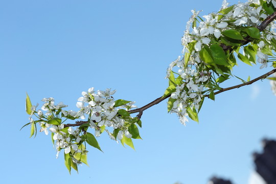 梨花